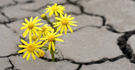 Gelbe Blumen wachsen aus einem trockenen Boden heraus